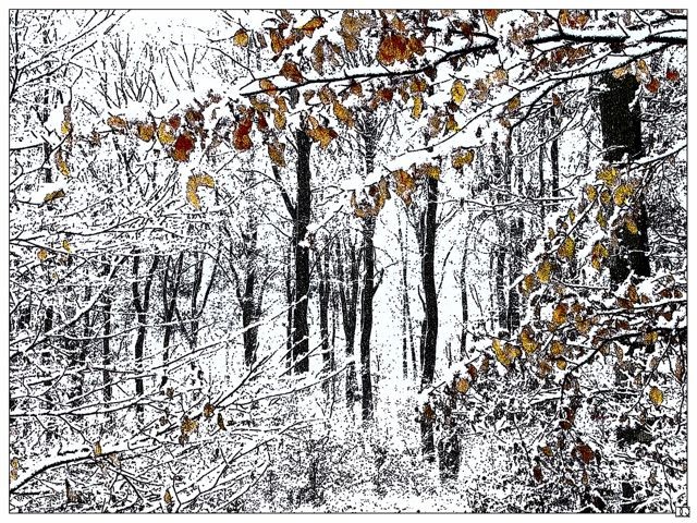 Dieter Quant, DQV05 (Wald, Natur, Bäume, Winter, Schnee, Fotokunst,  modern, Wohnzimmer, Treppenhaus, Büro, Wunschgröße, weiß/grau)