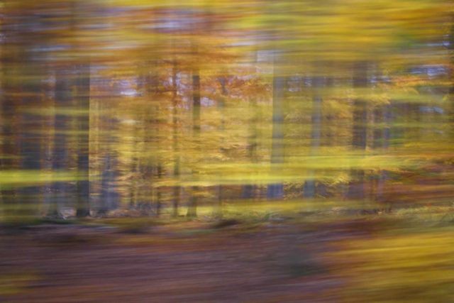 Dieter Quant, DQV22 (Wald, Natur, Bäume, Bewegung, Fotokunst, verzerrt, unscharf, modern, Wohnzimmer, Treppenhaus, Büro, Wunschgröße, bunt)