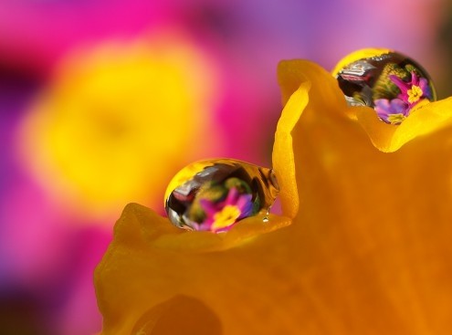 Dagmar Laimgruber , Frühlingserwachen (Wassertropfen, Blütenblatt, leuchtend, Nahaufnahme, Makro, Fotokunst, Treppenhaus, Arztpraxis, Wohnzimmer, Wunschgröße, bunt)