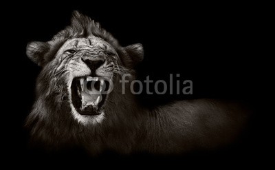 donvanstaden, Lion displaying dangerous teeth (afrikanisch, löwe, monochrom, sambia, aktion, afrika, angriffslustig, tier, kunst, kunstvoll, erziehung, groß, schwarzweiß, fleischfresser, katze, gefährlich, display, wild, wild, pelz, growl, haare, kopf, feindlich, abbild, lowe, männlich, mähn)