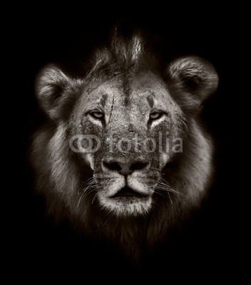 donvanstaden, Lion (afrikanisch, löwe, monochrom, afrika, agression, tier, kunst, kunstvoll, schwarz, katze, gazelle, kopf, säugetier, niemand, eins, räuber, safarie, single, weiß, wild, wildlif)