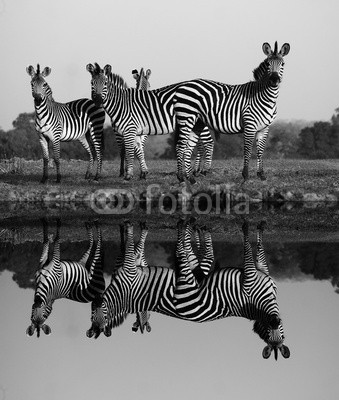 donvanstaden, Zebra with water reflection (zebra, tier, besinnung, wasser, wildlife, monochrom, afrika, schwarzweiß, pferd, schauend, säugetier, natur, stehendes, gestreift, wild animal)