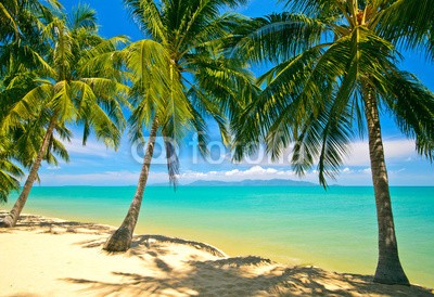 doris oberfrank-list, Tropical Beach Koh Samui (asien, thailand, insel, sand, erholung, reiseziel, stranden, tropisch, tropics, meer, sand, ruhe, sommer, sonne, reisen, resort, paradise, palme, palme, kokos, spaß, karibik, sonnig, fremdenverkehr, urlaub, urlaub, entspannung, seychellen, himme)