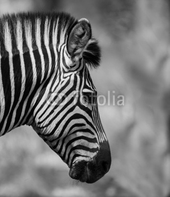 donvanstaden, Zebra Head (afrikanisch, monochrom, sambia, zebra, tier, tier, säugetier, natur, safarie, wild, wildlif)