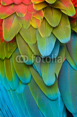 Eduardo Rivero, Colorful Macaw Plumage (Wunschgröße, Photografie, Fotografie, Nahaufnahme, Vogel, Papagei, Ara, Federn, Gefieder, Farbenprächtig, Wohnzimmer, bunt)