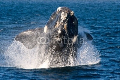 Eduardo Rivero, A Right Whale in Peninsula Valdes, Argentina. (patagonia, recht, wal, amerika, tier, argentine, groß, biodiversität, blau, tiefe, gefährdet, feuerrost, gull, erbschaft, huge, geisteswissenschaften, large, life, auflisten, säugetier, natur, ozean, halbinsel, behütet, meer, seemöwe, himmel, süde)