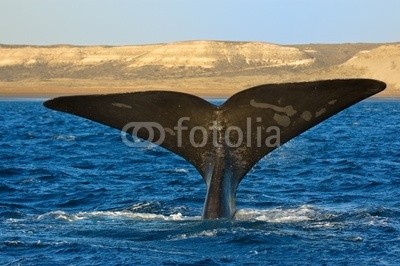 elnavegante, Right whale in Patagonia, Argentina. (argentine, ozean, patagonia, wal, amerika, tier, groß, biodiversität, gefährdet, feuerrost, huge, large, life, säugetier, halbinsel, recht, meer, himmel, süden, southern, art, schwanz, valdes, wasse)