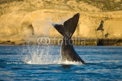 elnavegante, Right whale in Peninsula Valdes, Patagonia, Argentina (wal, argentine, patagonia, halbinsel, säugetier, ozean, tier, amerika, groß, biodiversität, gefährdet, feuerrost, huge, large, life, recht, meer, himmel, süden, southern, art, valdes, wasse)