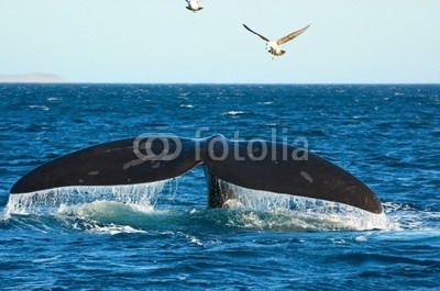 elnavegante, Southern Right whale in Patagonia, Argentina. (amerika, tier, argentine, groß, biodiversität, gefährdet, feuerrost, huge, large, life, säugetier, ozean, patagonia, halbinsel, meer, himmel, süden, southern, art, schwanz, valdes, wasser, wal, seemöwe, gull, vöge)
