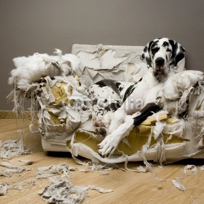 Eric Isselée, gentil le chienchien (hund, canino, schulung, errichten, dogge, deutsche dogge, kraftvoll, dominante, haus, stoff, wohnzimmer, lehnstuhl, divan, ruiniert, sohle, bange, besorgt, troubled, zerstört, abbruch, beschädigen, zerstörer, rausschmiss, verschlechterung, degradatio)