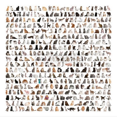 Eric Isselée, Large group of 471 cats breeds in front of a white background (gruppe, katze, katze, haustier, viele, tier, tier, rasse, rasse, collage, lebewesen, ausgeschnitten, ausgeschnitten, häusliche, katzen, hintereinander, innen, isoliert, säugetier, natur, niemand, haustier, reihe, viereck, studio, atelieraufnahme, vielfal)