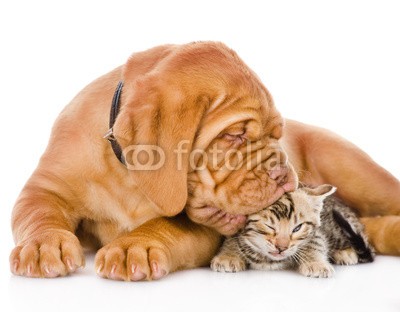 Ermolaev Alexandr, Bordeaux puppy dog kisses bengal kitten. isolated on white (katze, rasse, isoliert, baby, 2, bordeaux, säugetier, weiß, winzig, pfoten, süss, kuss, anblick, reinrassig, freundschaft, studio, neugeborene, nähe, liebe, portrait, hübsch, junge, familie, klein, spassig, lecken, lying, front, relationen, nähe, jun)