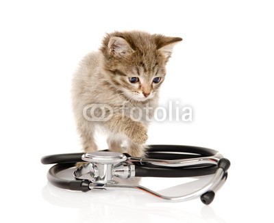 Ermolaev Alexandr, kitten with a stethoscope. isolated on white background (sick, katze, gesundheit, tier, close-up, isoliert, maul, spaß, kleinkind, säugetier, weiß, pfoten, ärztin, veterinär, sitzend, pussycat, konzept, stethoskope, studio, eins, gestreift, grau, tierarzt, medizin, gesundheitswesen, portrait, hübsch, jung)