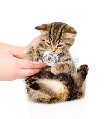 Ermolaev Alexandr, Veterinarian hand examining a scottish kitten. isolated on white (süss, tier, arm, baby, hintergrund, pflege, katze, schecke, check-up, klinik, junge, hübsch, doc, doktor, häusliche, examen, freundlich, front, spassig, hand, gesundheit, krank, isoliert, katzenbaby, pussycat, little, säugetier, ärztin, medizin, pfote)