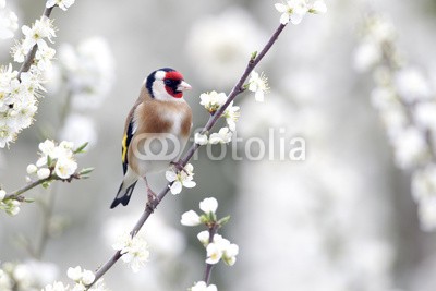 Erni, Goldfinch, Carduelis carduelis (stieglitz, vögel, wildlife, natur, uk, britischer, grossbritannien, frühling, bauernhof, farmland, garten, urbano, hecke, fink, fel)