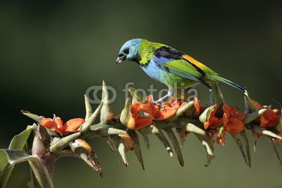 Erni, Green-headed tanager, Tangara seledon (vögel, wildlife, natur, brasilien, südamerika, tier, holz, woodlan)