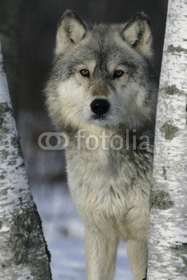 Erni, Grey wolf, Canis lupus (wölfe, eckzahn, hund, wild, wildlife, natur, tier, räube)