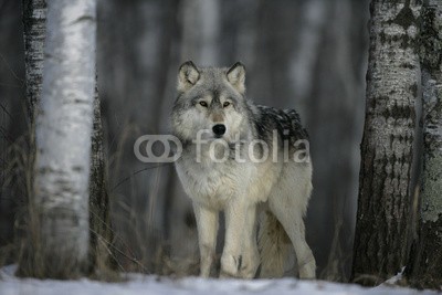 Erni, Grey wolf, Canis lupus (wölfe, eckzahn, hund, wild, wildlife, natur, tier, räube)