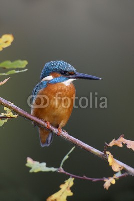 Erni, Kingfisher, Alcedo atthis (eisvogel, vögel, wildlife, natur, uk, britischer, grossbritannien, wasser, see, marsch, fluß, kanal, flug, fliege, fliegender, tauchen, tauchend, fischfang, fisch, zaun, rot, garten, teich, wasservogel, blau, platsch, urbano, park, stadt, räube)