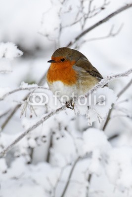 Erni, Robin, Erithacus rubecula (rotkehlchen, vögel, natur, uk, britischer, wildlife, grossbritannien, winter, garten, urbano, holz, woodland, wald, forstwirtschaft, stadt, park, rotkehlchen, kalt, frost, schnee, eis, rot, brus)