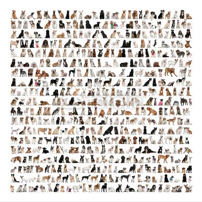 Eric Isselée, Large group of dog breeds in front of a white background (gruppe, hund, haustier, viele, hund, tier, abmachung, sortiment, rasse, canino, canino, auslese, sammlung, lebewesen, ausgeschnitten, ausgeschnitten, häusliche, vorderansicht, bodenlang, innen, isoliert, säugetier, montage, natur, packung, pedigre)