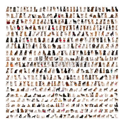 Eric Isselée, Large group of dog breeds in front of a white background (hund, hund, sammlung, abmachung, tier, sortiment, rasse, canino, canino, auslese, lebewesen, ausgeschnitten, ausgeschnitten, häusliche, vorderansicht, bodenlang, gruppe, innen, isoliert, säugetier, viele, montage, natur, packung, pedigree, reinrassi)