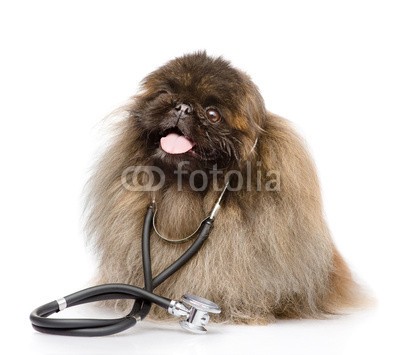 Ermolaev Alexandr, dog with a stethoscope on his neck. isolated on white background (haustier, doktor, close-up, rasse, isoliert, maul, spaß, säugetier, weiß, winzig, veterinär, sitzend, reinrassig, doc, pedigree, stethoskope, studio, flaumig, tierarzt, medizin, gesundheitswesen, klein, spassig, freundinnen, jung, komik, krankenhau)