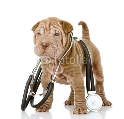 Ermolaev Alexandr, sharpei puppy dog with a stethoscope on his neck. isolated (hund, veterinär, tier, weiß, hintergrund, gesundheit, doktor, tierarzt, pflege, close-up, rasse, isoliert, maul, baby, spaß, kleinkind, säugetier, winzig, braun, reinrassig, doc, widerstand, pedigree, stethoskope, studio, medizin, gesundheitswese)