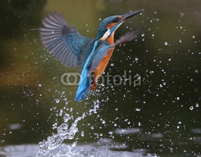 Erni, Kingfisher, Alcedo atthis (eisvogel, vögel, wildlife, natur, uk, britischer, grossbritannien, wasser, see, marsch, fluß, kanal, flug, fliege, fliegender, tauchen, tauchend, fischfang, fisch, zaun, rot, garten, teich, wasservogel, blau, platsch, urbano, park, stadt, räube)