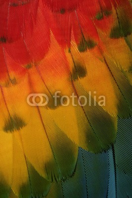 Erni, Scarlet macaw, Ara macao (ara, vögel, wildlife, natur, brasilien, südamerika, rot, large, tie)
