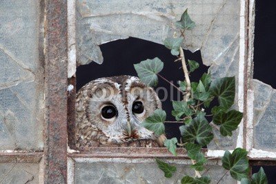 Erni, Tawny owl, Strix aluco (eulen, vögel, wildlife, natur, uk, grossbritannien, britischer, greifvogel, nacht, nocturnal, scheune, fenster, glas, gebäude, solo, woodland, holz, wald, bau)