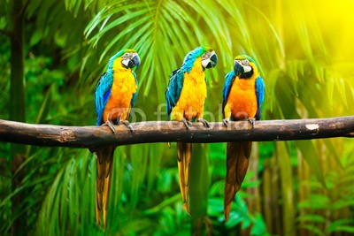f9photos, Blue-and-Yellow Macaw (Wunschgröße, Fotografie, Photografie, Natur, Dschungel, Exotisch, Vögel, Papagei, Ara, Paradies, Wellness. Wohnzimmer, Wintergarten, bunt)