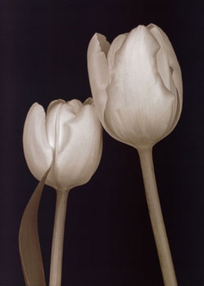 Prades Fabregat, Bora Bora Flower III (Blumen, Fotokunst, Blüten, Blütenblätter, Wohnzimmer, Tulpen, Botanik, Treppenhaus, Wohnzimmer, schwarz/weiß)
