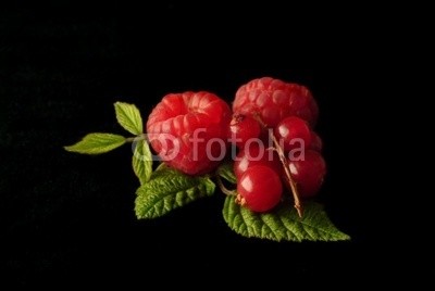 felix, lamponi e ribes (obst, wald, himbeeren, rote johannisbeere, rot, leaf, jahreszeit, grün, unkultivier)
