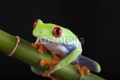 FikMik, bamboo frog (baum, frosch, eyed, hübsch, grün, weiß, makro, spassig, auf, rot, haustier, auge, colour, schließen, pflanze, raum, studio, orange, hämmern, natur, exotisch, bambus, tier, close-up, wissbegierig, sitzend, konzept, schauend, isoliert, tropisc)