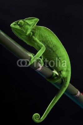 FikMik, Green chameleon on bamboo (chamäleon, makro, grün, eidechse, schwarz, rot, dunkel, tier, exotisch, natur, haustier, belle, jung, weiblich, schönheit, isoliert, bambus, sommer, life, frühling, ausreisen, colourful, frisch, wild, growth, botanik, emotional, einfachheit, farbklecks)