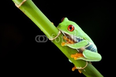 FikMik, green frog on bamboo (baum, frosch, eyed, grün, weiß, makro, hübsch, spassig, auf, rot, haustier, auge, colour, schließen, pflanze, raum, studio, orange, hämmern, natur, exotisch, bambus, tier, close-up, wissbegierig, sitzend, konzept, schauend, isoliert, tropisc)