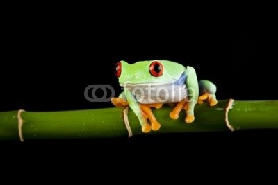 FikMik, Green frog on bamboo (baum, frosch, eyed, hübsch, grün, weiß, makro, spassig, auf, rot, haustier, auge, colour, schließen, pflanze, raum, studio, orange, hämmern, natur, exotisch, bambus, tier, close-up, wissbegierig, sitzend, konzept, schauend, isoliert, tropisc)