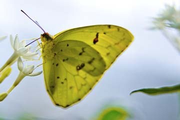 Florian Dürmer, Butterfly Beauties I (Schmetterling, Insekt, Nahaufnahme, Falter, filigran, Treppenhaus, Wohnzimmer, Arztpraxis, Fotokunst, Wunschgröße, bunt)