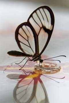 Florian Dürmer, Butterfly Beauties III (Schmetterling, Insekt, Nahaufnahme, Falter, filigran, Treppenhaus, Wohnzimmer, Arztpraxis, Fotokunst, Wunschgröße, bunt)