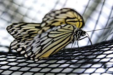 Florian Dürmer, Butterfly Beauties II (Schmetterling, Insekt, Nahaufnahme, Falter, filigran, Treppenhaus, Wohnzimmer, Arztpraxis, Fotokunst, Wunschgröße, bunt)