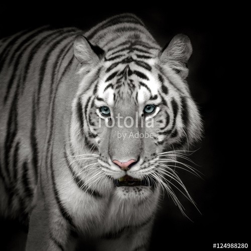 ake, Tiger (tiger, weiß, zebra, hintergrund, wild, löwe, biest, schwarz, portrait, katze, panther, isoliert, panthéon, säugetier, herbst, tier, pelz, kopf, elefant, anstarren, white tiger, gesicht, farbe, streife, blau, räuber, leopard, schöner, tierpark, natu)