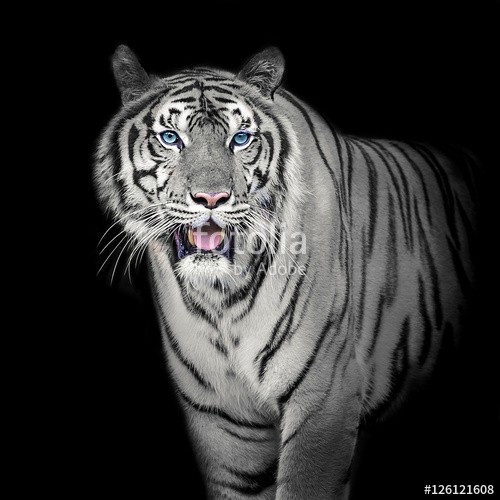 ake, White Tiger (tiger, weiß, gesicht, leopard, hintergrund, panther, löwe, isoliert, panthéon, säugetier, herbst, tier, biest, pelz, kopf, elefant, anstarren, schwarz, portrait, farbe, katze, streife, blau, räuber, zebra, schöner, tierpark, wild, natur, groß, nas)