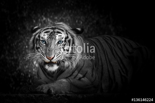 ake, White tiger (katzen, tiger, gelb, kopf, schönheit, katze, asien, weiß, schließen, panthera, natur, tier, auge, wildkatze, ausdruck, schwarz, gefangenschaft, hübsch, räuber, close-up, safarie, fleischfresser, angriffslustig, säugetier, portrait, gestreift, tigeri)