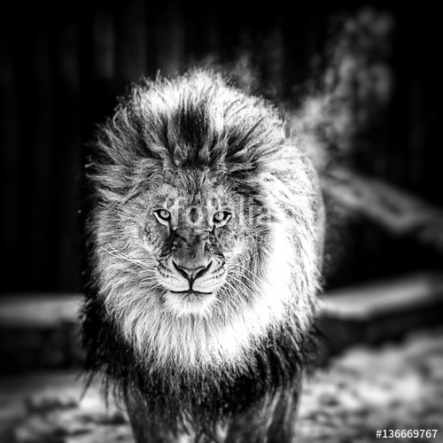 Baranov, Portrait of a Beautiful lion (löwe, anführer, warm, natürlich, säugetier, weiß, zoologie, kräfte, braun, biest, pelz, lebewesen, kopf, hoheitsvoll, fleischfresser, männlich, katzen, afrika, schwarz, stolz, dunkel, hunter, portrait, angriff, afrikanisch, blick, gefährlic)