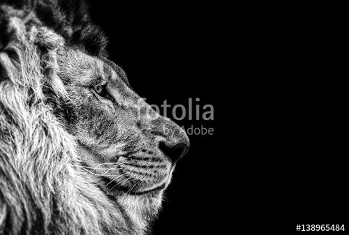 Baranov, Portrait of a Beautiful lion, Cat in profile, lion in dark (auge, löwe, wild, wildlife, katze, afrikanisch, pelz, männlich, tier, mähne, löwe, könige, gefahr, dunkel, natur, close-up, katzen, barthaare, mund, maul, kräfte, anführer, räuber, hintergrund, portrait, gesicht, schwarz, groß, fleischfresse)