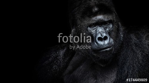 Baranov, Male gorilla on black background, Beautiful Portrait of a Gorilla. severe silverback, anthropoid ape (gorilla, portrait, gesicht, affe, männlich, affe, tier, wild, blick, wildlife, säugetier, schwer, natur, chef, mund, haarig, gefahr, pelz, angaffen, biest, primate, hintergrund, weiß, braun, auge, schwarz, kraftvoll, boss, anführer, expressi)