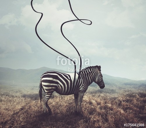 kevron2001, Zebra and stripes (zebra, tier, streife, tierpark, surreal, manipulation, afrika, feld, wiese, abstrakt, außergewöhnlich, kreativ, tape, schleif)