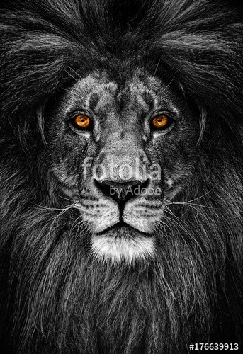 Baranov, Portrait of a Beautiful lion, lion in dark (löwe, anführer, warm, natürlich, säugetier, weiß, zoologie, kräfte, braun, biest, pelz, lebewesen, kopf, hoheitsvoll, fleischfresser, männlich, katzen, afrika, schwarz, stolz, dunkel, hunter, portrait, angriff, afrikanisch, blick, gefährlic)