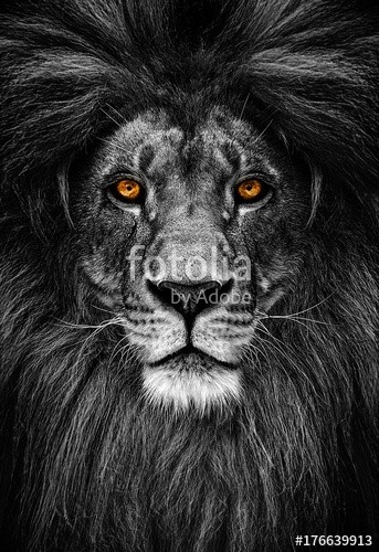 Baranov, Portrait of a Beautiful lion, lion in dark (löwe, anführer, warm, natürlich, säugetier, weiß, zoologie, kräfte, braun, biest, pelz, lebewesen, kopf, hoheitsvoll, fleischfresser, männlich, katzen, afrika, schwarz, stolz, dunkel, hunter, portrait, angriff, afrikanisch, blick, gefährlic)
